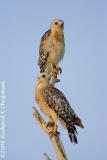 Red-shouldered Hawks