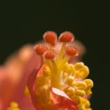April 3rd - Flower closeup