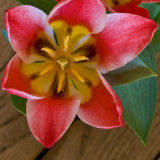 March 1 - Dwarf Tulip