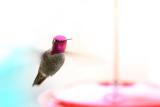January 21st - Hummingbird