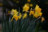 February 18th - Obligatory Daffodils