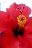 June 14th - Backyard Hibiscus