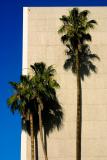 June 20th - Palm Trees