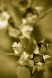 August 16th - Hollyhock Pods
