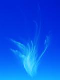 Flam-Moln (Flaming Cloud)