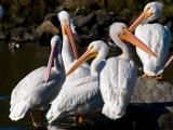 WhitePelicans01_51127.jpg