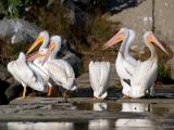 WhitePelicans02_51127.jpg