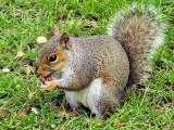 Squirrel at Nothe Gardens