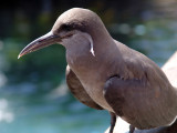 Female Inca Tern