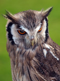 Eagle Owl