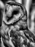 Barn Owl in Black and White