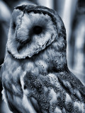 Barn Owl in Mono Tone