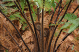 Giant Fern unfurling