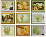 Lilly  collage.jpg