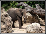 An Elephant on the Safari Tour.