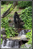 Gorilla along one of the walking trails