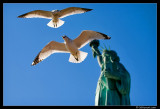 Gulls and the Statue of Liberty