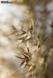 Seeds again