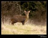 Muntjac