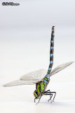 Dragonfly Handstand