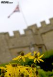 Flag & Flower