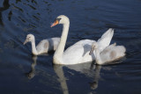 SWANS 7 19 09