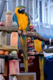 Blue & Gold Macaw - Waving