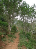 Jungle track I walked along in the morning