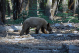 Bear Looking for Dinner