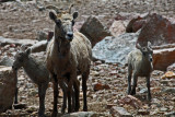 Mountain Sheep Family