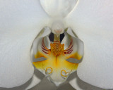 2010-11-Topic-OrchidMouth