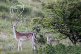 Fallow Deer