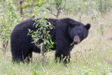 Black Bear