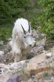 Mountain Goat