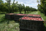 The Apple Harvest