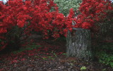 Azaleas