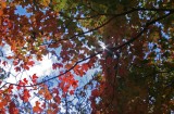 Autumn Woods