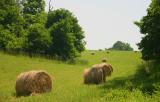 The field at Blandy Farm.