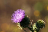 CRW_6151.jpg