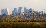 Sacramento Skyline