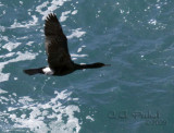 Pelagic Cormorant