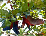 Scarlet Macaws Playing Around