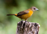 Scarlet-rumped Tanager Female
