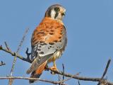 Kestrel