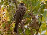 Gold Crown Sparrow