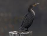 Double Crested Cormorant