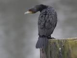 Double Crested Cormorant