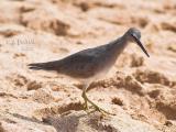 Wandering Tattler