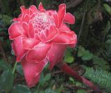 Red Torch Ginger