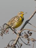 Western Meadowlark Male